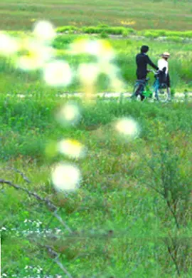 牽牛花2012